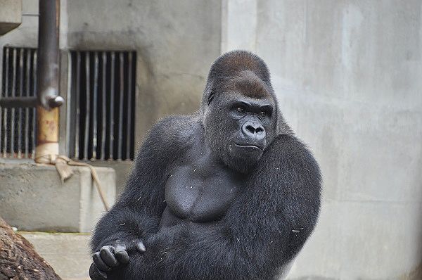 イケメンすぎる 名古屋 動物園のゴリラがsnsで話題に The Page Yahoo ニュース