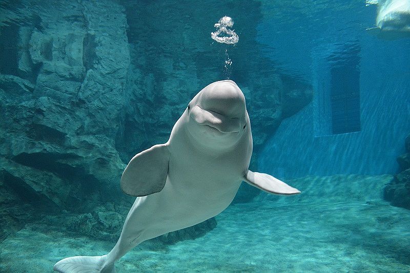 イルカが脱皮 名古屋港水族館ベルーガのユニークな生態 The Page Yahoo ニュース