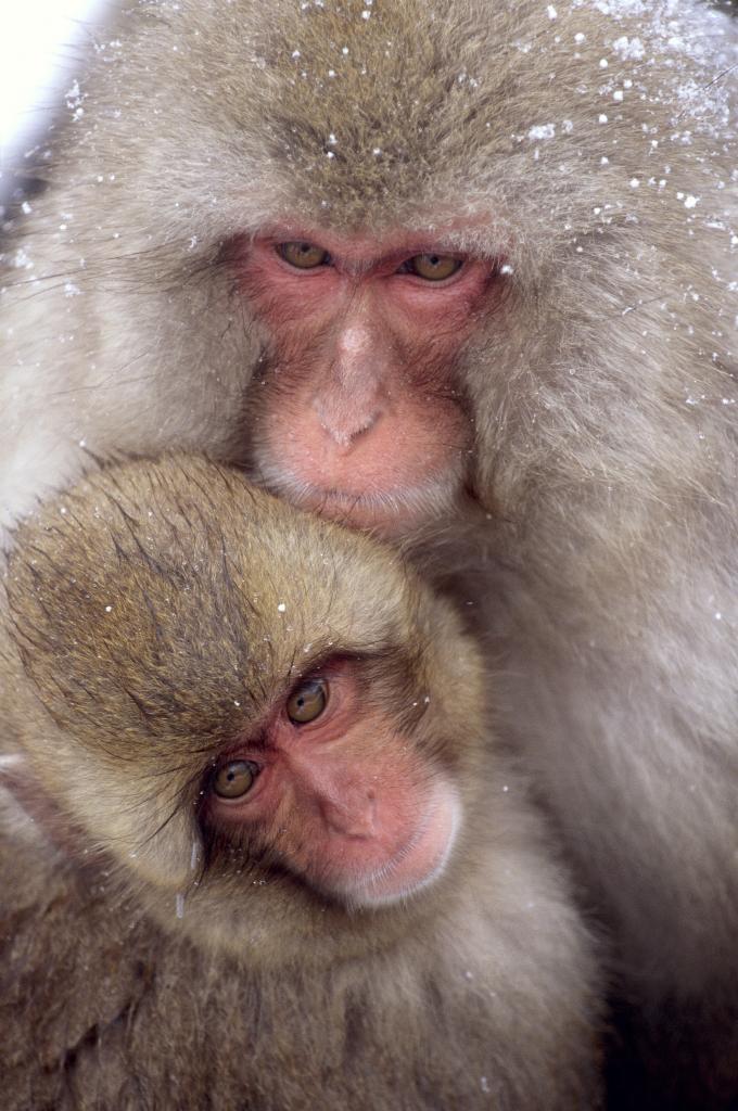 上野動物園で新春サル詣を楽しもう 1月2日から開園 The Page Yahoo ニュース