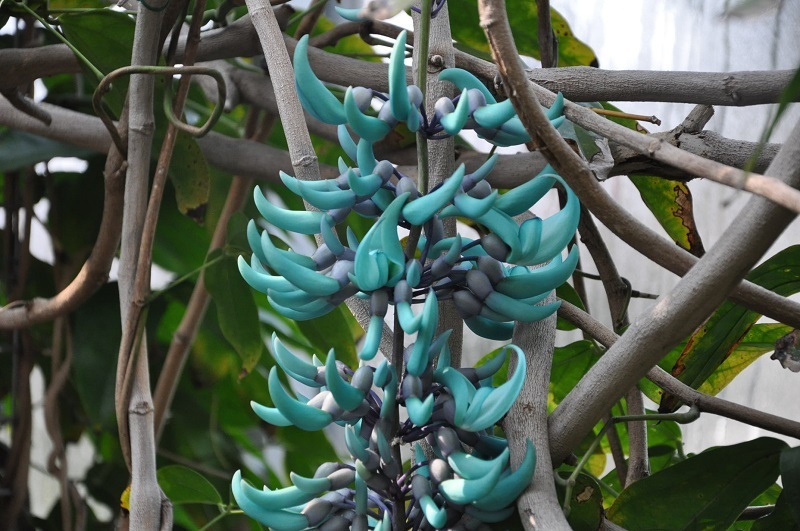 初音ミクみたい？咲くやこの花館で「ヒスイカズラ」開花（THE PAGE
