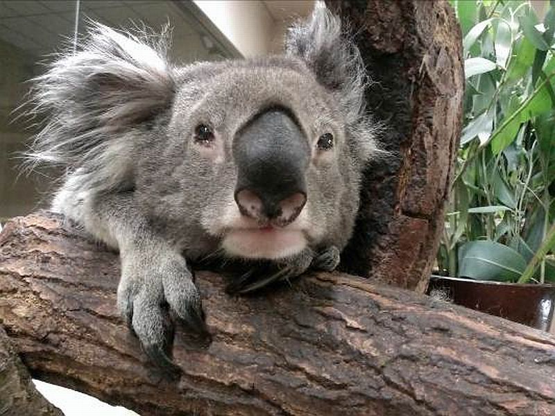 国内最高齢 天王寺動物園生まれのコアラ「アルン」死ぬ（Yahoo