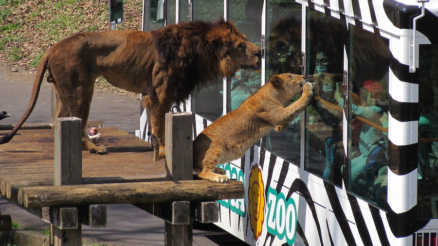 多摩 動物 ショップ 公園 ライオン バス