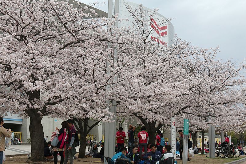 桜咲く長居公園 花見客はセレッソ大阪の勝利祈願 The Page Yahoo ニュース