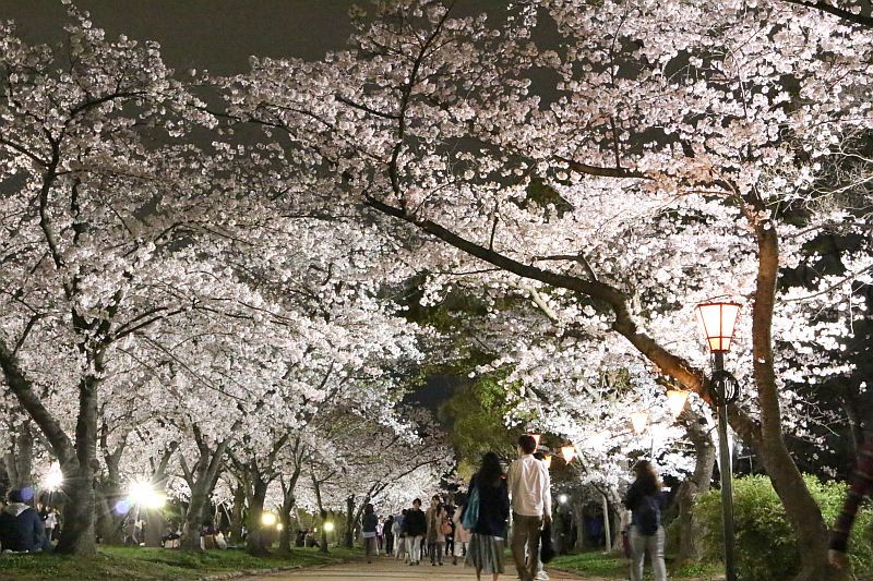 満開の桜お花見で夜もにぎわう大阪城 けど弱い雨ぽつり The Page Yahoo ニュース