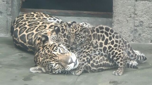 天王寺動物園ジャガーの赤ちゃん展示へ 飼育員「名前つけて～」（THE PAGE） - Yahoo!ニュース