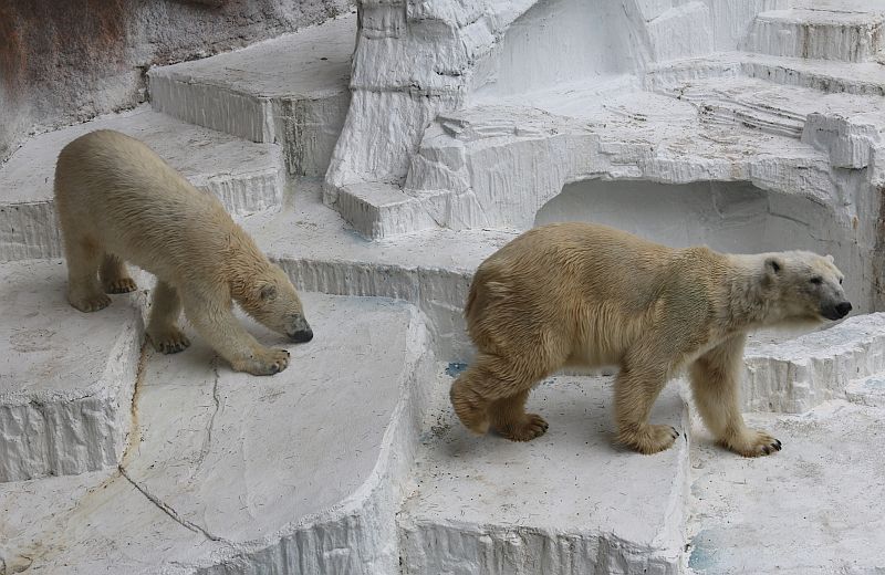 天王寺動物園ホッキョクグマ親子旅立ちへ 飼育員の熱き思い（Yahoo