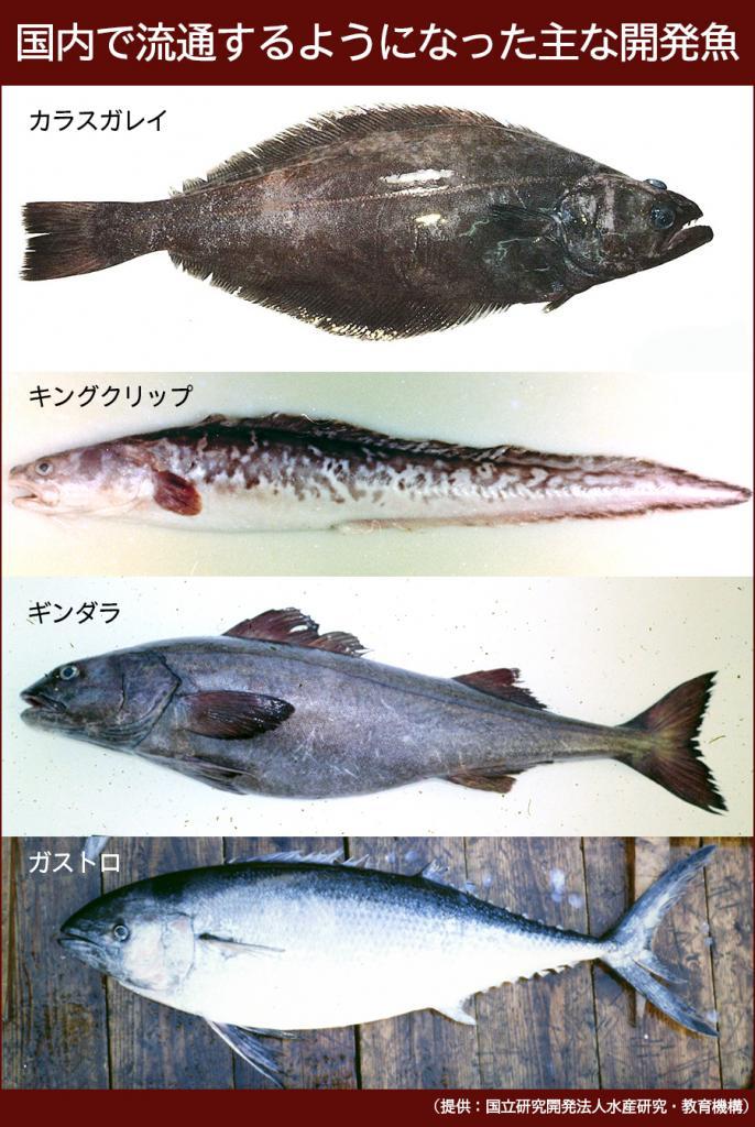 食卓を彩り続ける 開発魚 変わりゆく日本の漁業 The Page Yahoo ニュース