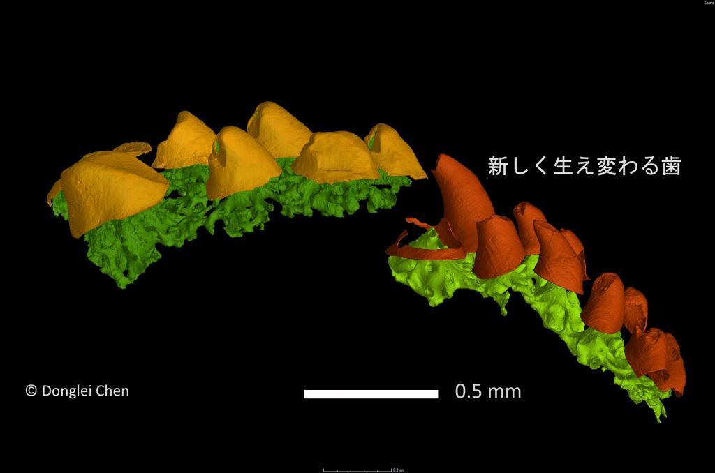 化石研究の醍醐味 太古の魚の歯からあらわにする自然界の「隠された美
