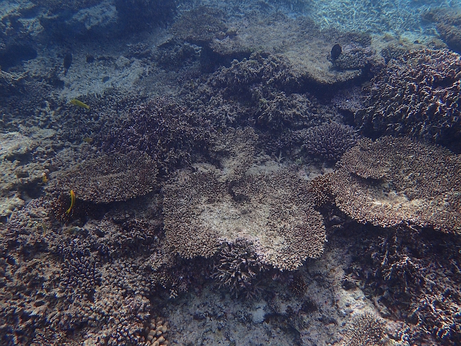 国内最大のサンゴ礁で白化現象、「将来サンゴが消える可能性も」と専門