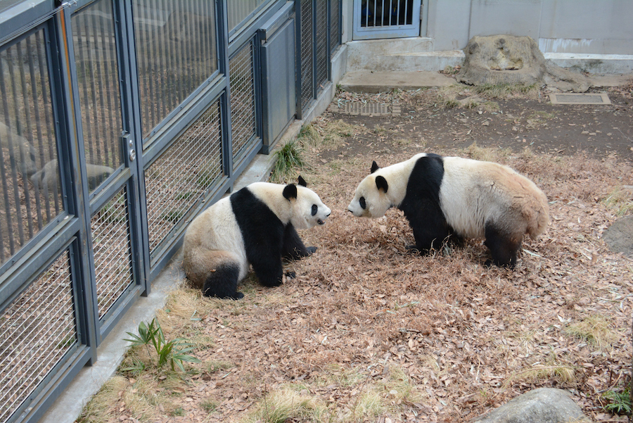 上野動物園で5年ぶり赤ちゃんパンダ誕生か? リーリーとシンシン交尾を