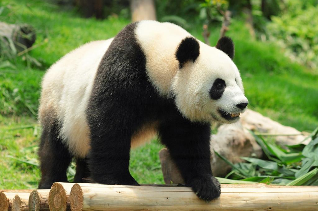 パンダはどこからやって来たのか？ 白黒模様の起源と進化の謎（Yahoo