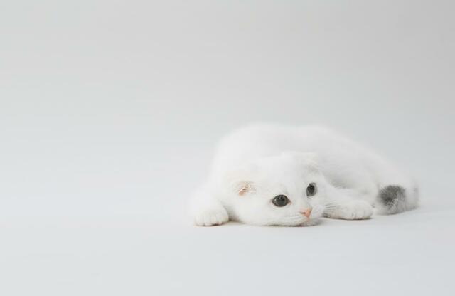 止まらない猫ブーム 芸能人はどんな猫を飼っているの The Page Yahoo ニュース