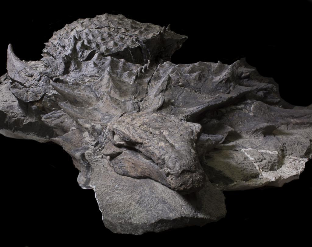 アンキロサウルスのscute 化石 - その他