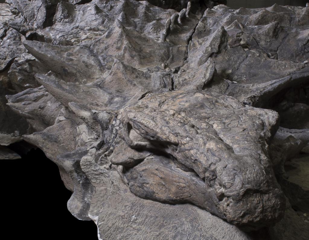 アンキロサウルスのscute 化石 - その他