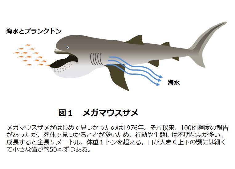 発見翌日に死んだ メガマウス 謎多い生物とどう付き合うか The Page Yahoo ニュース