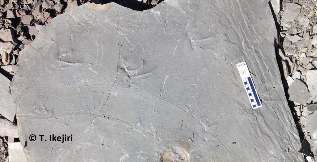 #化石 #動物足跡 化石 #動物足跡