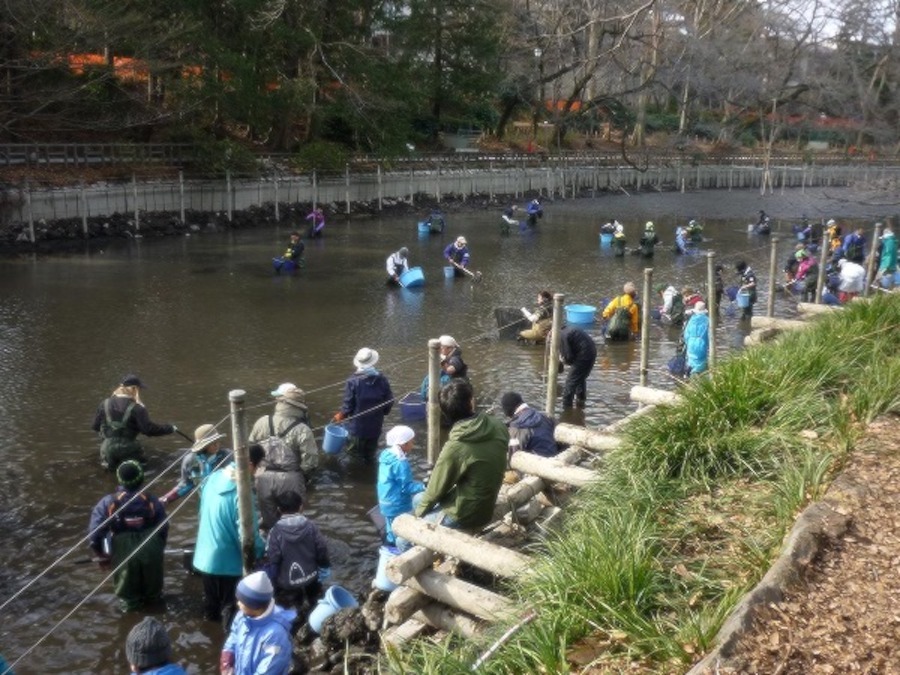 カワセミもやって来た テレビ東京が 池の水ぜんぶぬいてみた 理由とは The Page Yahoo ニュース