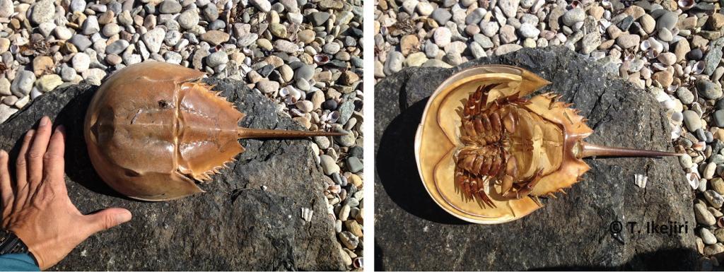 骨格標本　カブトガニ　「生きた化石」　三葉虫 骨格 標本 カブトガニ 殻 三葉虫 国産種 - メルカリ
