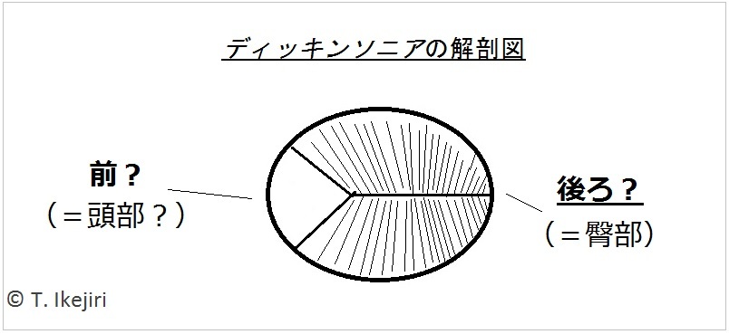 鍵は成長パターン？約6億年前出現、奇妙な最古動物の正体探る新研究（THE PAGE） - Yahoo!ニュース