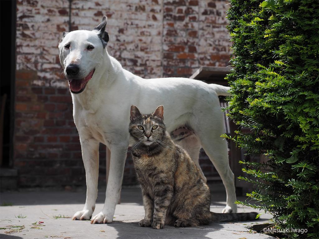 猫と犬がなかよし 岩合光昭写真展 ねこといぬ 西武池袋本店で23日から The Page Yahoo ニュース