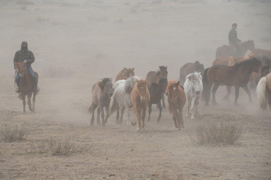 手綱も鞍もなし、時には落馬で骨折や命落とす……内モンゴルの暴れ馬なら