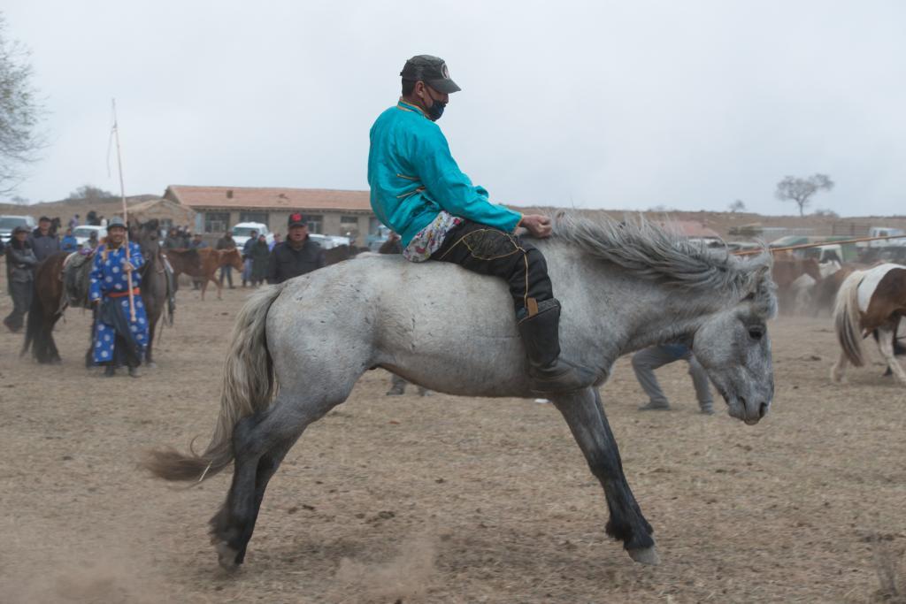 遊牧民で廃れた馬文化、暴れ馬ならしは女性にかっこよさ披露する機会