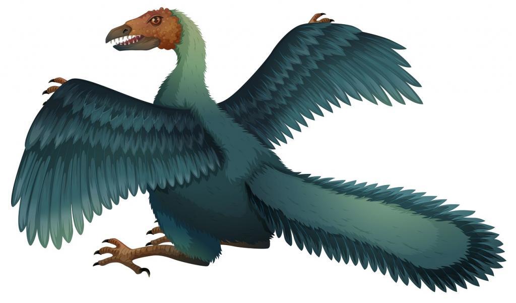 最古の鳥「始祖鳥」は本当に飛べた？ 最新の骨格分析が導いた飛行の 