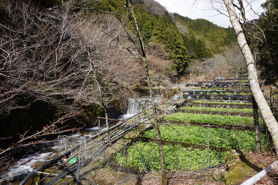 静岡わさび栽培」で注目、世界農業遺産って何？（THE PAGE） - Yahoo!ニュース