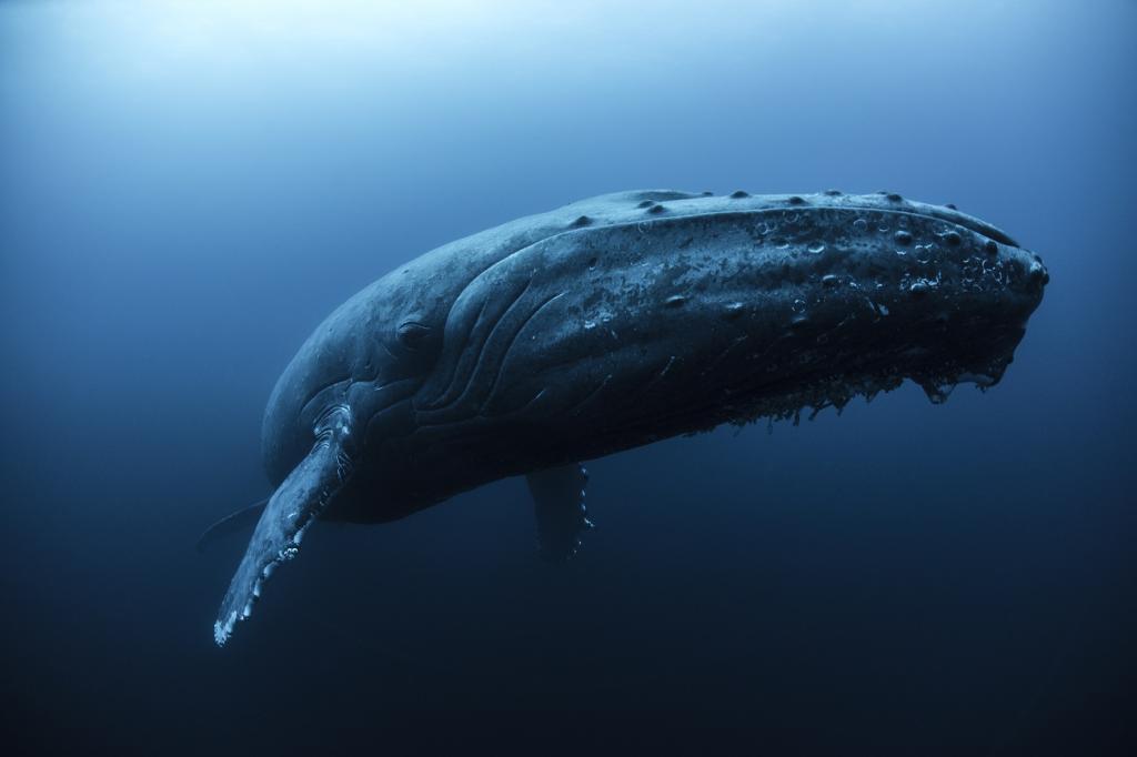 マッコウクジラは例外？哺乳類、海での大型化進化に限界があった―最新 