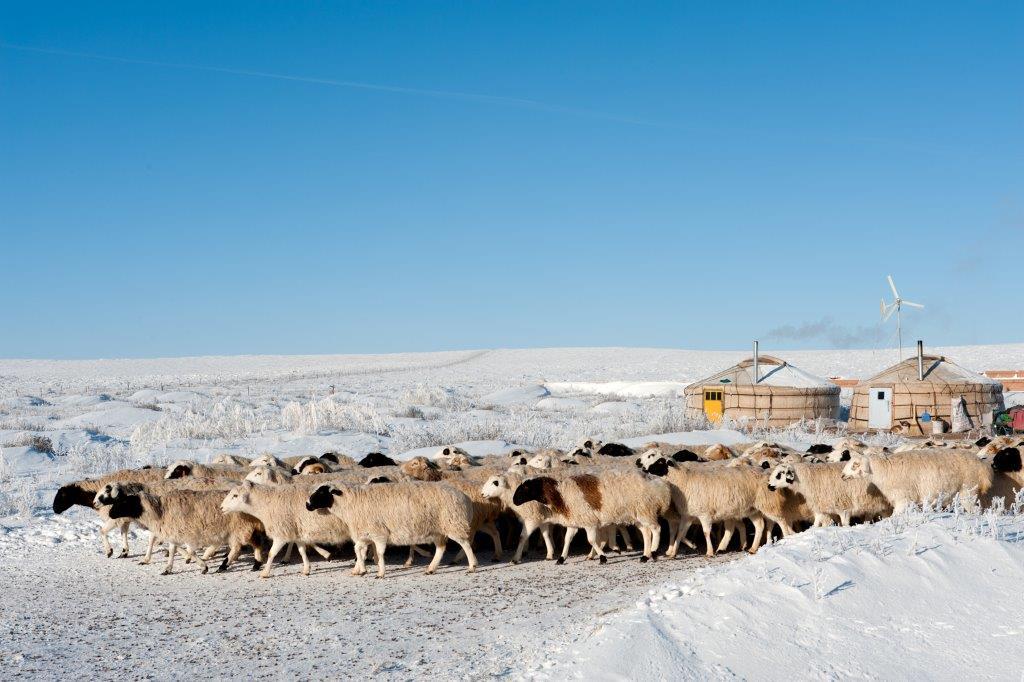 SNSで相場の情報交換。内モンゴル遊牧民の現金収入を支える羊とヤギの 