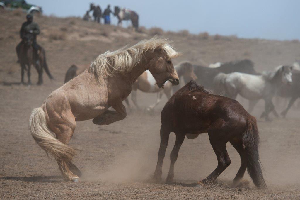 馬の存在は重要、遊牧民は馬の頭の鞭打ち禁止。なぜなら運気が悪くなる 
