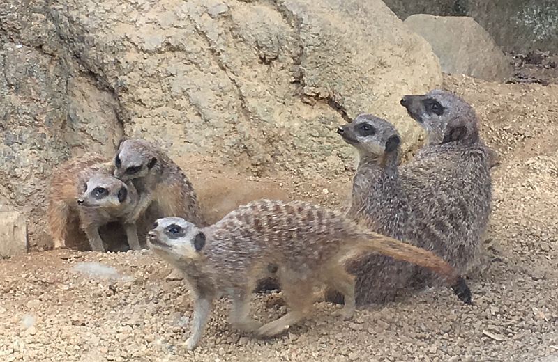 みさき公園・逃走のミーアキャット「園内にいる可能性高い」（THE PAGE） - Yahoo!ニュース