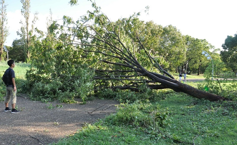 台風21号 大阪・鶴見緑地で倒木相次ぐ「山のエリア」一時閉鎖