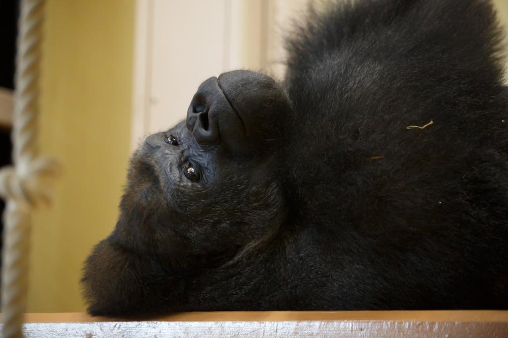 イケメンゴリラ、シャバーニの表情をより間近で見やすく 東山動物園に