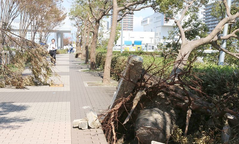 台風21号による大阪市内の倒木 公園5050本・街路樹は1650本（THE PAGE