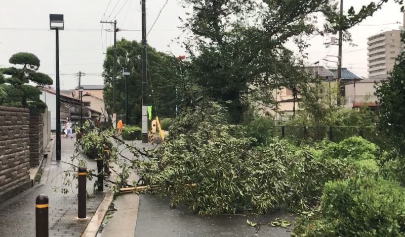 台風21号による大阪市内の倒木 公園5050本・街路樹は1650本（THE PAGE