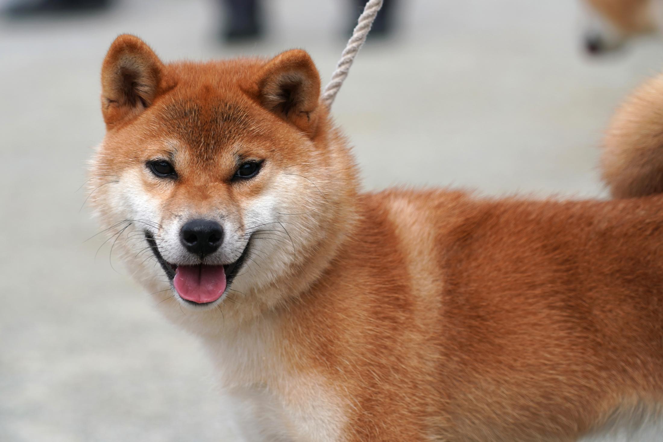 いし犬 柴犬のルーツに出会う旅（1）絶滅した石州犬『石』 故郷で再び