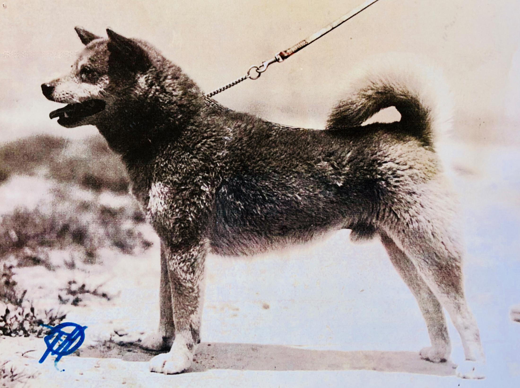いし犬 柴犬のルーツに出会う旅（1）絶滅した石州犬『石』 故郷で再び