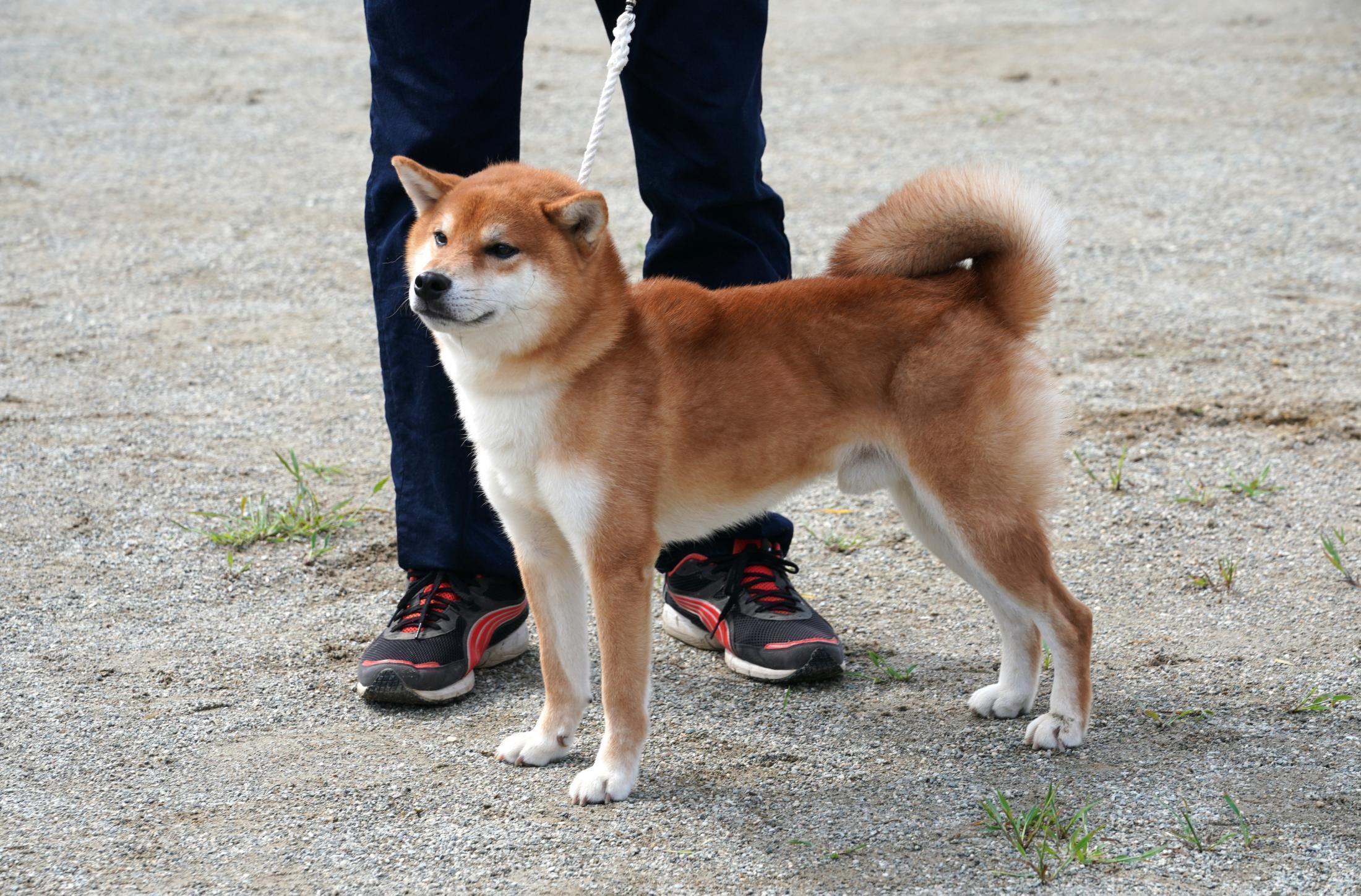 柴犬のルーツに出会う旅（1）絶滅した石州犬『石』 故郷で再び注目