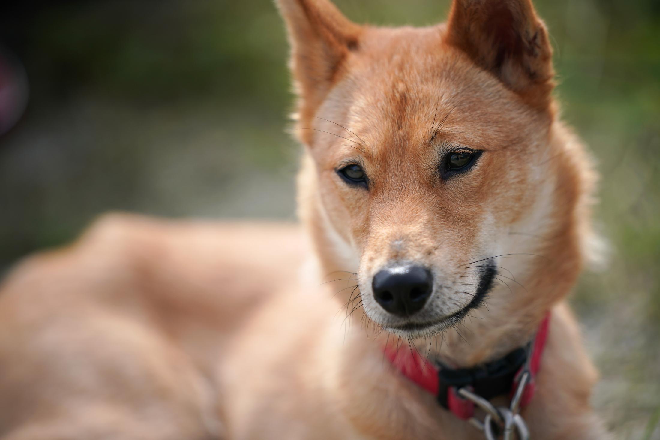 いし犬 ○石州犬と中村鶴吉さん○ - 田舎暮らし