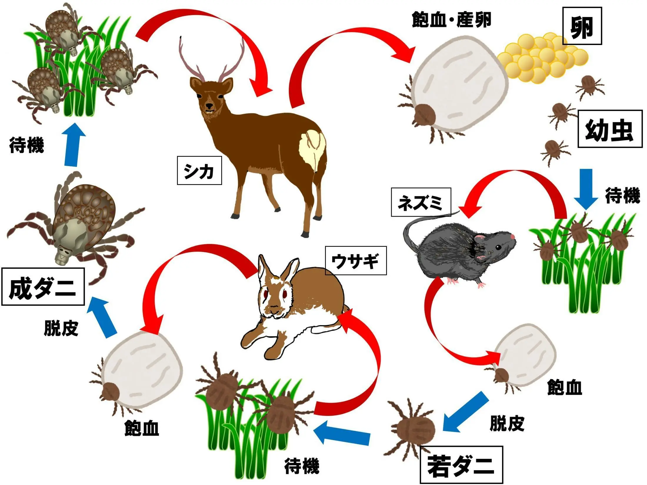 マダニが媒介する新興感染症 Sfts の脅威 ペットの犬 猫を通じた感染例も The Page Yahoo ニュース