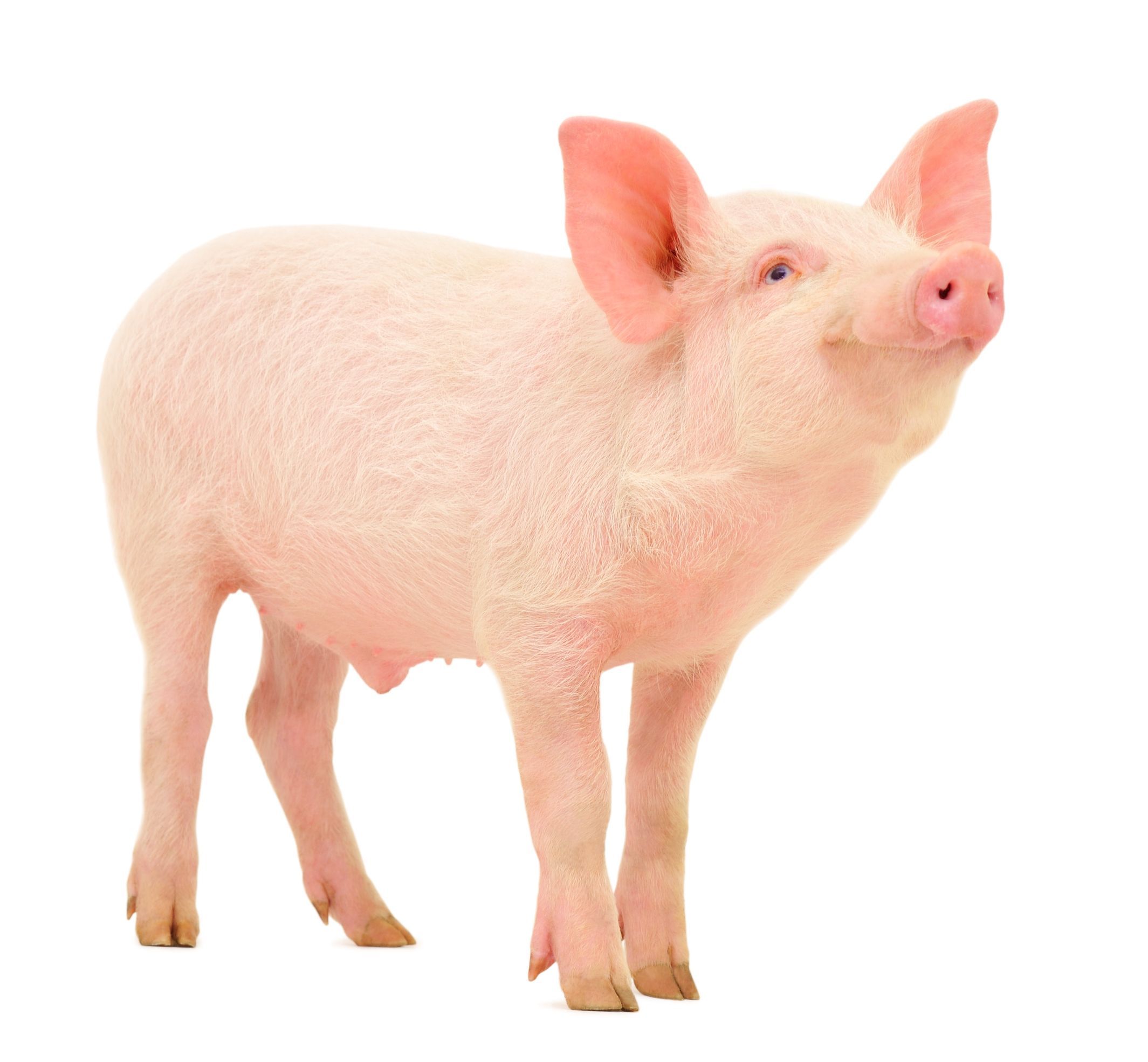 猪年と豚年 人類の豚肉への遥かなる熱い情熱の歴史 The Page Yahoo ニュース