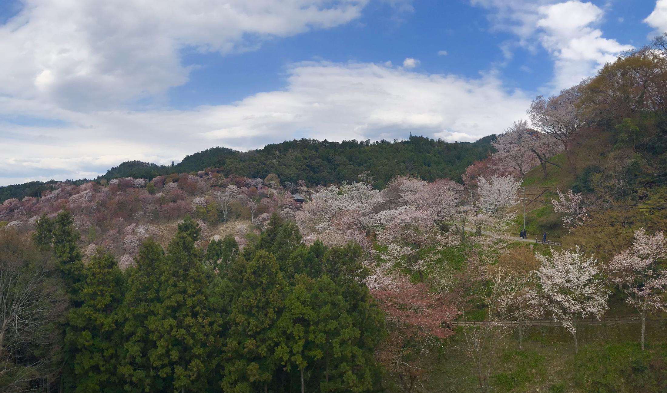 奈良・吉野の桜「中千本」「下千本」満開（THE PAGE） - Yahoo!ニュース