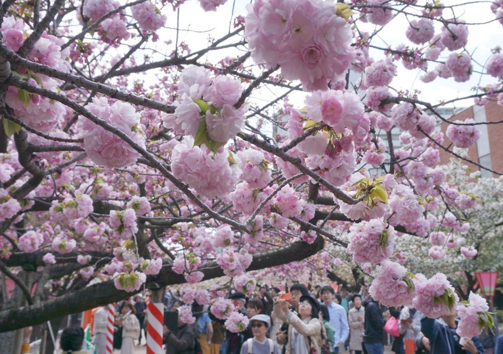 大阪・造幣局「桜の通り抜け」最終日でやっと六分咲き（THE PAGE 