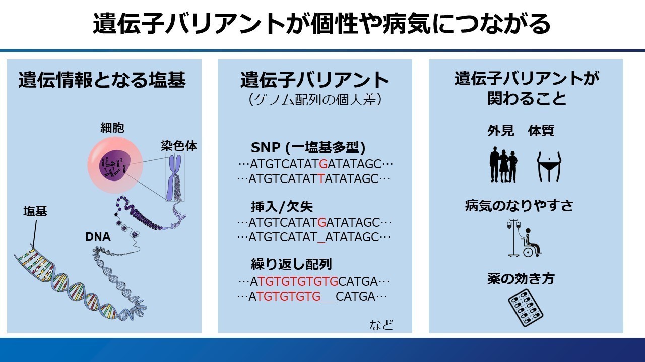 遺伝情報で病気はどこまで分かる？（上）乳がんの原因になる遺伝情報を