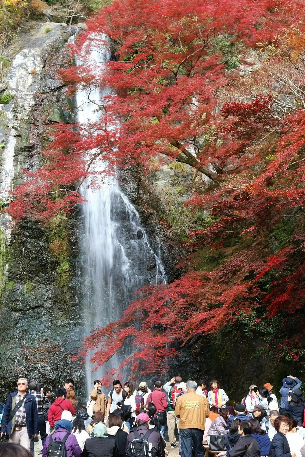 かんさいの紅葉 大阪 箕面大滝と紅葉の競演 周囲の山々も色鮮やかに The Page Yahoo ニュース