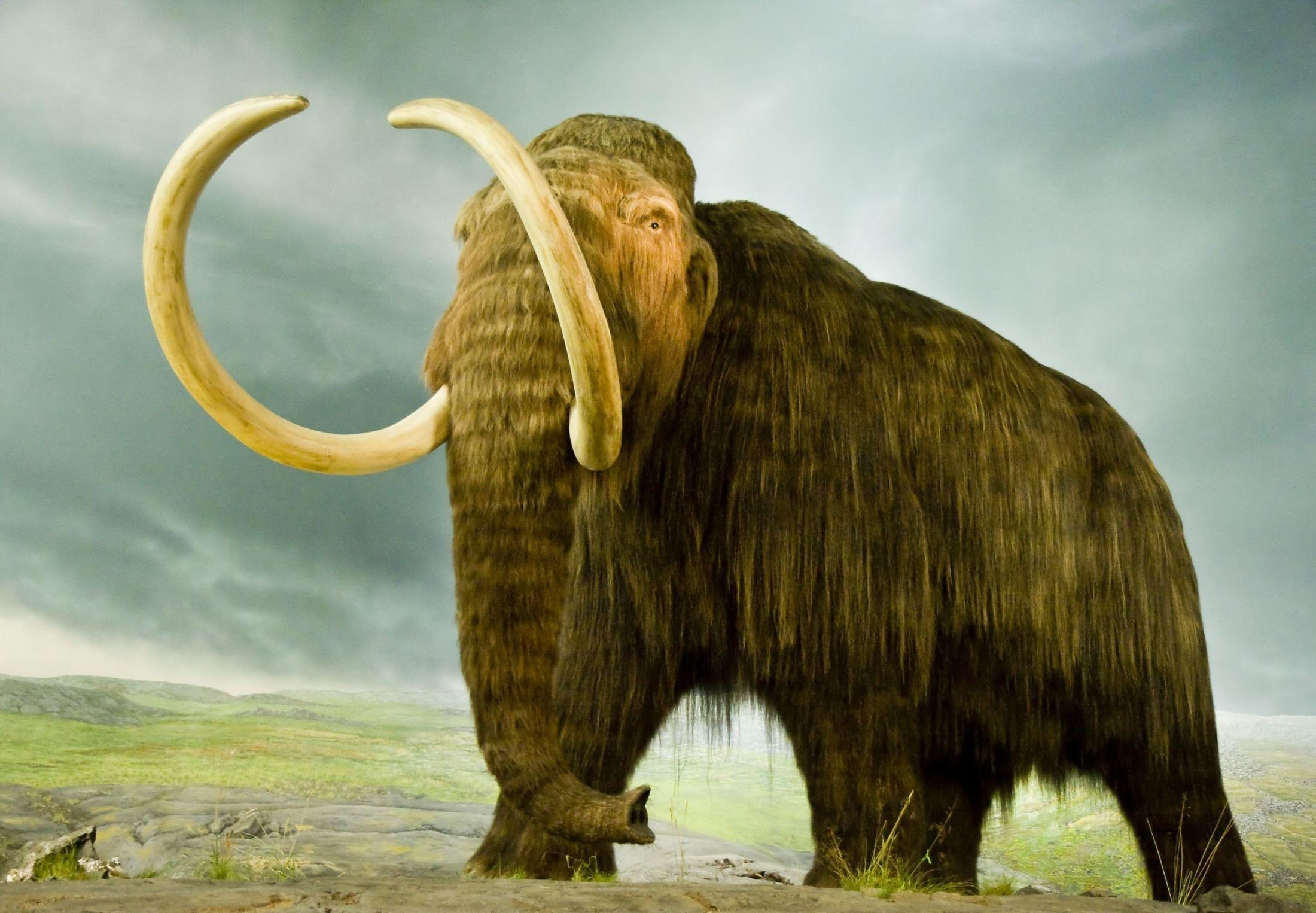 ざんねんな生き物　マンモス⁉︎ マンモス「最後の楽園」で探る4000年前の絶滅の謎（Yahoo