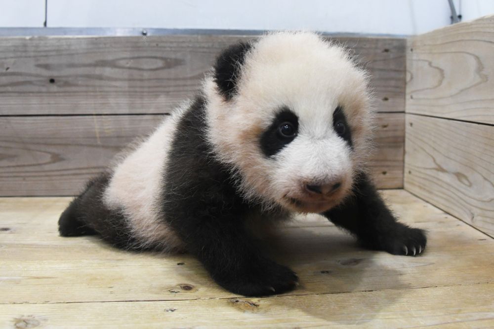和歌山のパンダの赤ちゃん 名前は 楓浜 に Yahoo ニュース オリジナル The Page