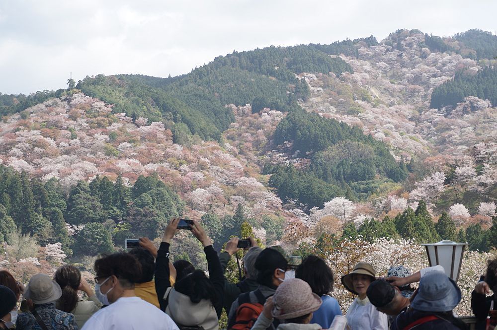 吉野 販売済み 山 中 千本