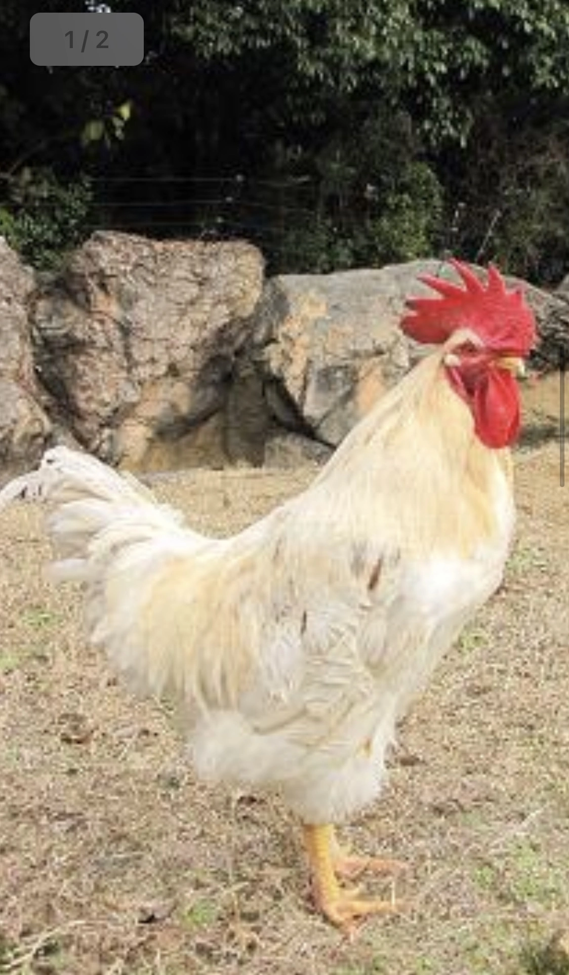 天王寺動物園の 奇跡のニワトリ 死ぬ Yahoo ニュース オリジナル The Page 天王寺動物園の 奇跡のニワトリ 死ぬ Yahoo ニュース オリジナル The Page